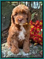 Haven Gambler 8 weeks individual 29382