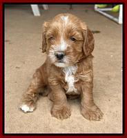 Haven Gambler 5 weeks individual 321