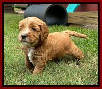 Haven Gambler 5 weeks individual 331