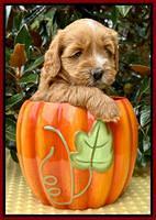 Haven Gambler 5 weeks individual 341