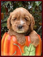 Haven Gambler 5 weeks individual 371