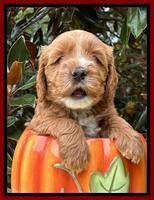 Haven Gambler 5 weeks individual 381