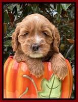 Haven Gambler 5 weeks individual 391