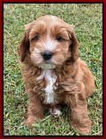 Haven Gambler 7 weeks individual 231