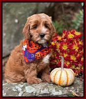 Haven Gambler 8 weeks individual 8382