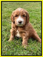 Haven Gambler 5 weeks individual 401