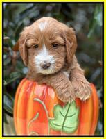 Haven Gambler 5 weeks individual 421