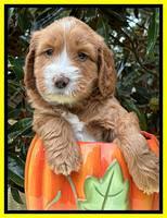 Haven Gambler 5 weeks individual 431