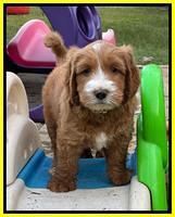 Haven Gambler 6 weeks individual 301