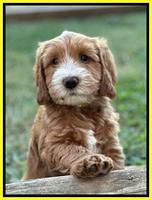 Haven Gambler 7 weeks individual 351