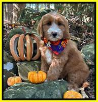 Haven Gambler 8 weeks individual 31