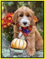 Haven Gambler 8 weeks individual 41