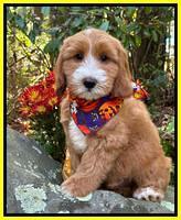 Haven Gambler 8 weeks individual 81