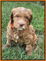 Haven Gambler 6 weeks individual 331