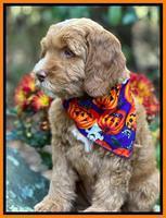 Haven Gambler 8 weeks individual 191