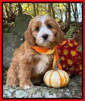 Haven Gambler 8 weeks individual 32382