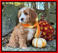 Haven Gambler 8 weeks individual 33382
