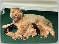 Hunnie Checkers Rebel 1 week old 241