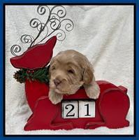 Hunnie Checkers Rebel 3 week old 31