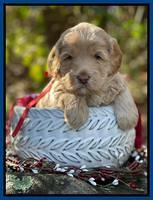 Hunnie Checkers Rebel 4 week old 41