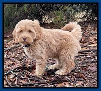 Hunnie Checkers Rebel 7 week old 41