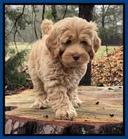 Hunnie Checkers Rebel 7 week old 51