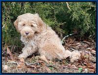 Hunnie Checkers Rebel 7 week old 61