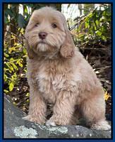 Hunnie Checkers Rebel 8 week old 151320