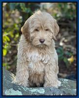 Hunnie Checkers Rebel 8 week old 211320