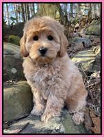 Wehman family "Navy Blu " 8 week weight: 6 lbs 9 oz Guardian