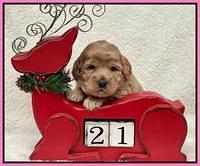 Hunnie Checkers Rebel 3 week old 71