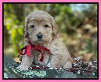 Hunnie Checkers Rebel 4 week old 191