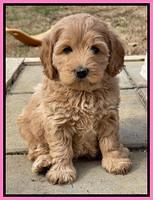 Hunnie Checkers Rebel 6 week old 101