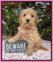 Hunnie Checkers Rebel 6 week old 91