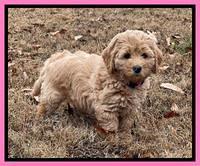 Hunnie Checkers Rebel 7 week old 111