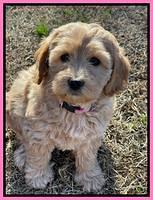 Hunnie Checkers Rebel 7 week old 81