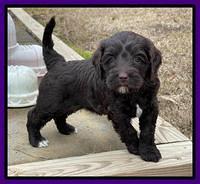 Hunnie Checkers Rebel 5 week old 131