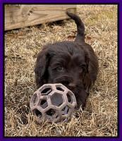 Hunnie Checkers Rebel 5 week old 151