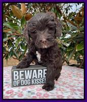 Hunnie Checkers Rebel 6 week old 131