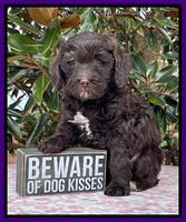 Hunnie Checkers Rebel 6 week old 171