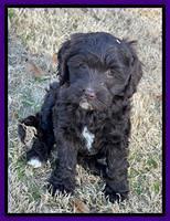 Hunnie Checkers Rebel 7 week old 141