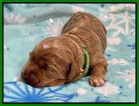 Hunnie Checkers Rebel 1 week old 101