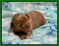 Hunnie Checkers Rebel 1 week old 111