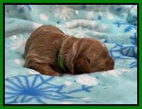 Hunnie Checkers Rebel 1 week old 121