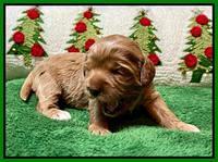 Hunnie Checkers Rebel 2 week old 151