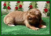 Hunnie Checkers Rebel 2 week old 161