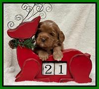Hunnie Checkers Rebel 3 week old 171