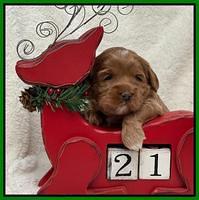 Hunnie Checkers Rebel 3 week old 181