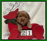 Hunnie Checkers Rebel 3 week old 191