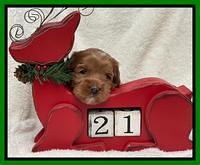 Hunnie Checkers Rebel 3 week old 201